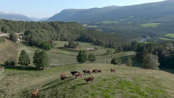 Cows in the meadow seen from drone and a beautiful landscape of Norway