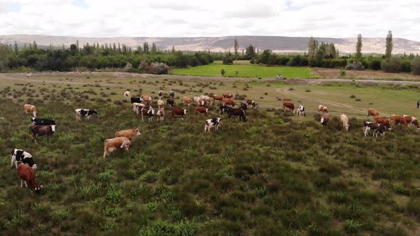 Cows Graze in the Pasture