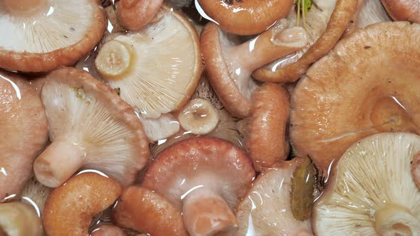 The Fresh and Newly Harvested Mushroom in Espoo Finland