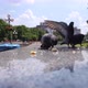 Pigeons Eating Bread in the City Park - VideoHive Item for Sale
