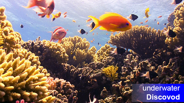 Colorful Fish on Vibrant Coral Reef 62