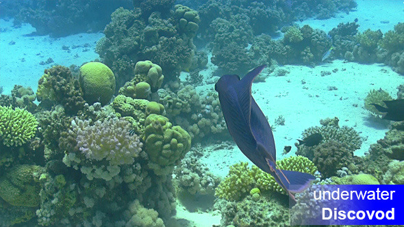 Colorful Fish on Vibrant Coral Reef 59