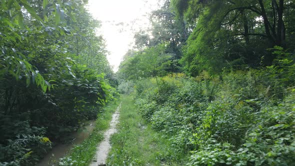 Forest with Trees on a Summer Day Slow Motion