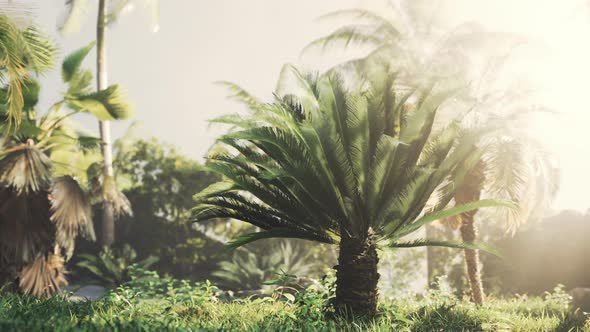 Tropical Garden with Palm Trees in Sun Rays