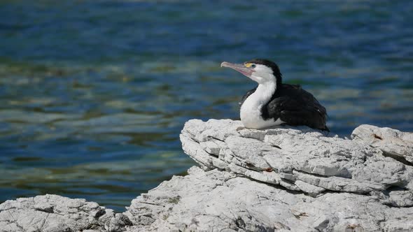 Bird pied shag stay on rock at Kaikoura, South Island