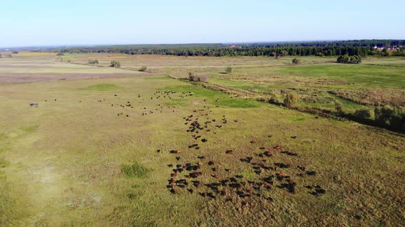 in Meadow on Green Grassy Field Many Brown and Black Pedigree Breeding Cows Bulls are Grazing