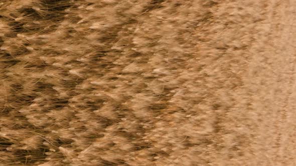 Vertical Video ears of wheat moved by wind