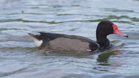 Wild male rosy-billed pochard, netta peposaca with beautifully oiled and preened feathers gracefully