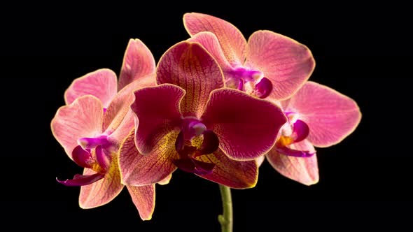 Blooming Red Orchid Phalaenopsis Flower