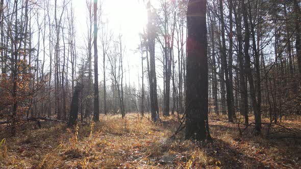 Beautiful Forest with Trees in an Autumn Day