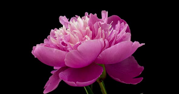 Timelapse of Pink Peony Flower Blooming on Black Background. Blooming Peony Open, Close-up. Wedding