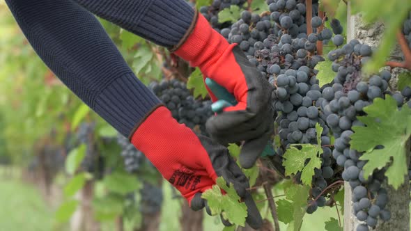 Farmer Pruning Vineyard with Shears Tendrils