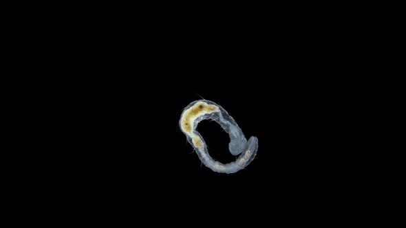 Worm Aeolosoma Sp