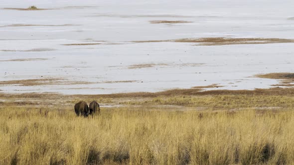 Two buffalo or American bison grazing side-by-side with the salt flats of Utah's Antelope Island in