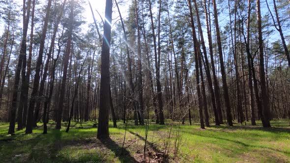 Forest with Pine Trees During the Day POV