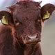 A Close Up of a Cute Calf Looking at the Camera - VideoHive Item for Sale