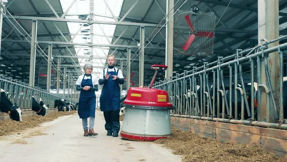 Cowhouse Workers are Walking Along with an Automated Feed Pusher