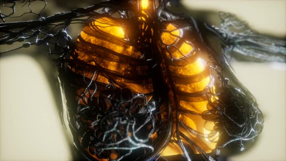 Human Body Scan with Glowing Lungs and Trachea alt