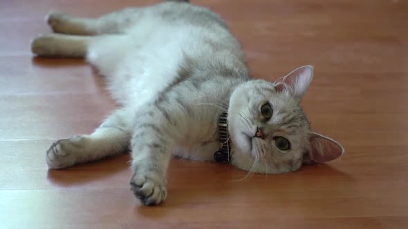 Cute British Cat Lying On Wood Floor