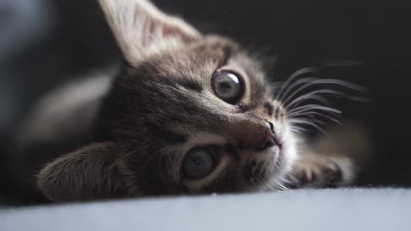 Close Up of Domestic Small Tabby Kitten with Big Eyes Laying at the Bed