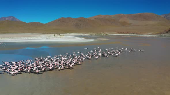 Aerial View of Pink Lake with Flamingo Bolivia Altiplano