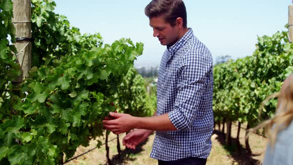 Happy couple looking at grapes in vineyard