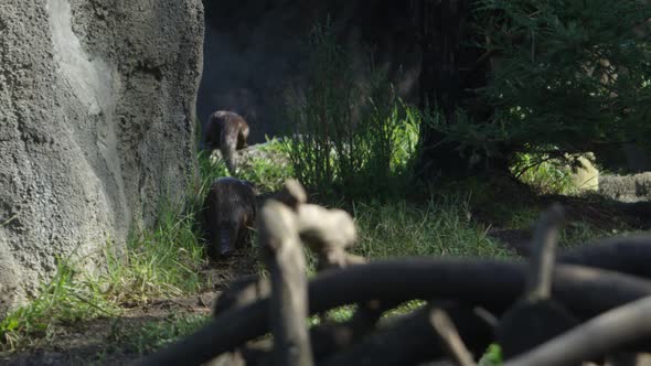 otters run away and jump into water slow motion