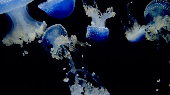 many blue, white spotted rhizostoma jellyfish swimming in the water, dancing in the water against a