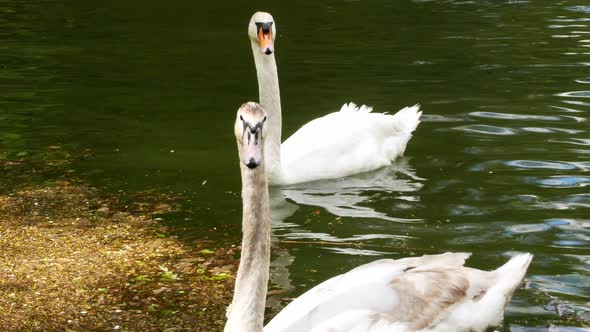 Swans on the lake. Two beautiful swans swim near each other on a lake in the forest.