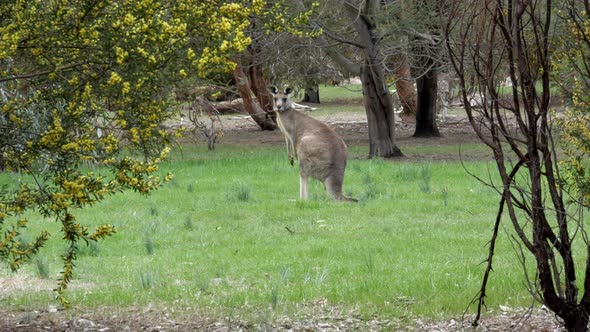 Kangaroo lying in the grass among the trees