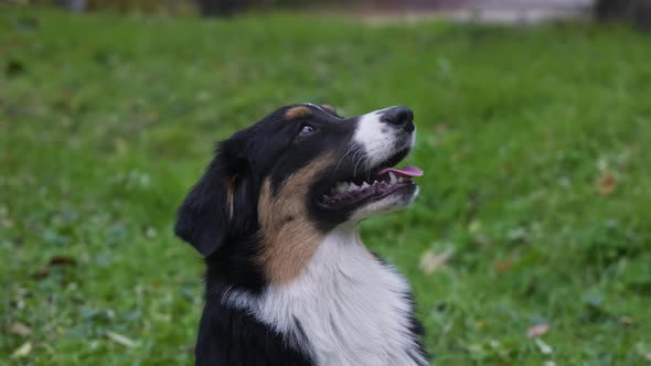 Australian Shepherd Dog Looks Up with His Head Up in the Park on a Blurred Background of Green Grass