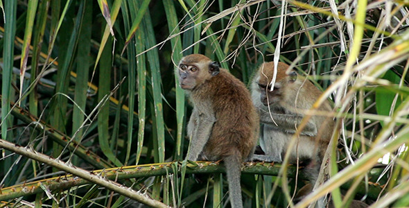 Wild Monkeys 02