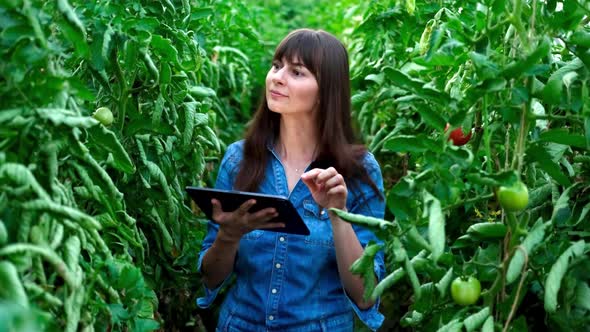 Beautiful Farmer Female Girl Checks Quality of Tomato in Green House with Tablet