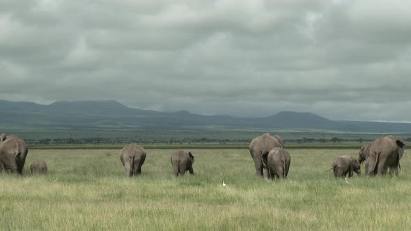 African Elephant (Loxodonta africana)  family eating in the grasslands, seen from behind, Amboseli N