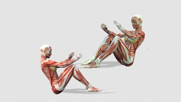 Female Muscle Anatomy Excercise alt