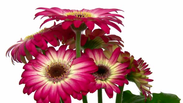 Rotating pink-white gerbera two, seamless loop