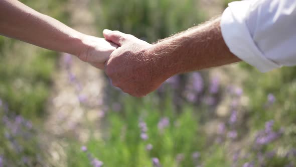 Live Camera Follows Hands of Unrecognizable Caucasian Adult Couple Strolling on Lavender Field in