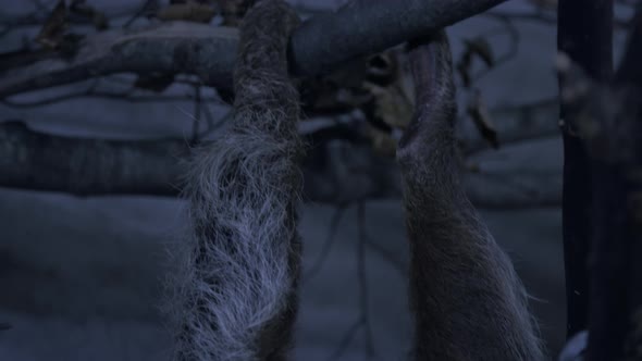 A two toed sloth in a tree close to the camera slow motion cinematic