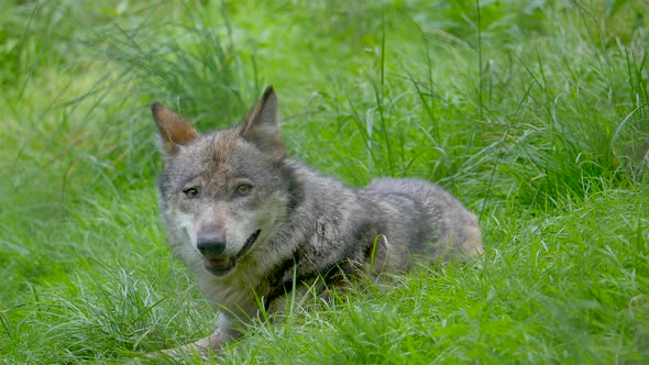 Super slow motion of Lupus Apex Predator Wolf hiding in high grass field during chase - close up sho