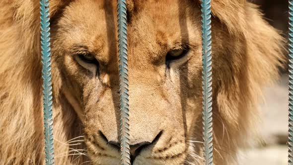 An old lion in a cage with sad eyes.