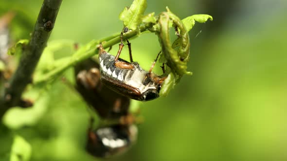 May beetle (cockchafer) eating young oak leaves - close-up