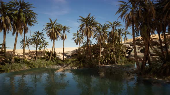 Palm Trees Flourish Around a Pool of Water at a Park in Palm Desert