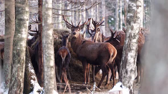 Red Deer in Winter Forest