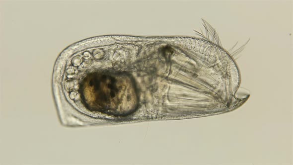 Ostracode Halocyprida Under the Microscope, Phylum, Arthropoda, Subclass, Myodocopa