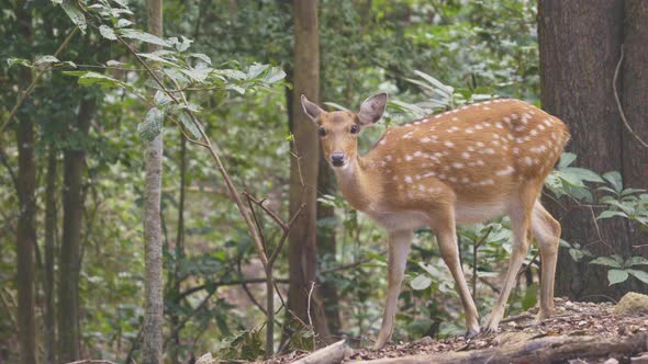 sika deer in forest