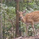 sika deer in forest - VideoHive Item for Sale