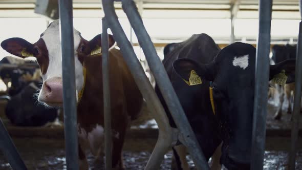 Cows Standing Stall Looking Camera on Cowshed Closeup