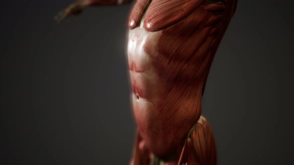 Muscular System of Human Body Animation alt