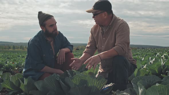 Farmers Talking About Cabbage Disease