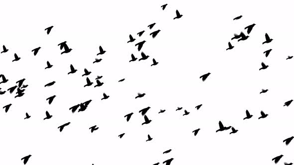 Flying birds